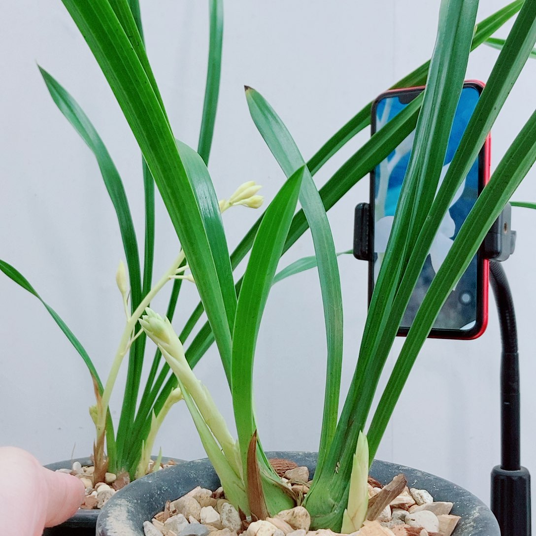当前无花栽培后可以开花