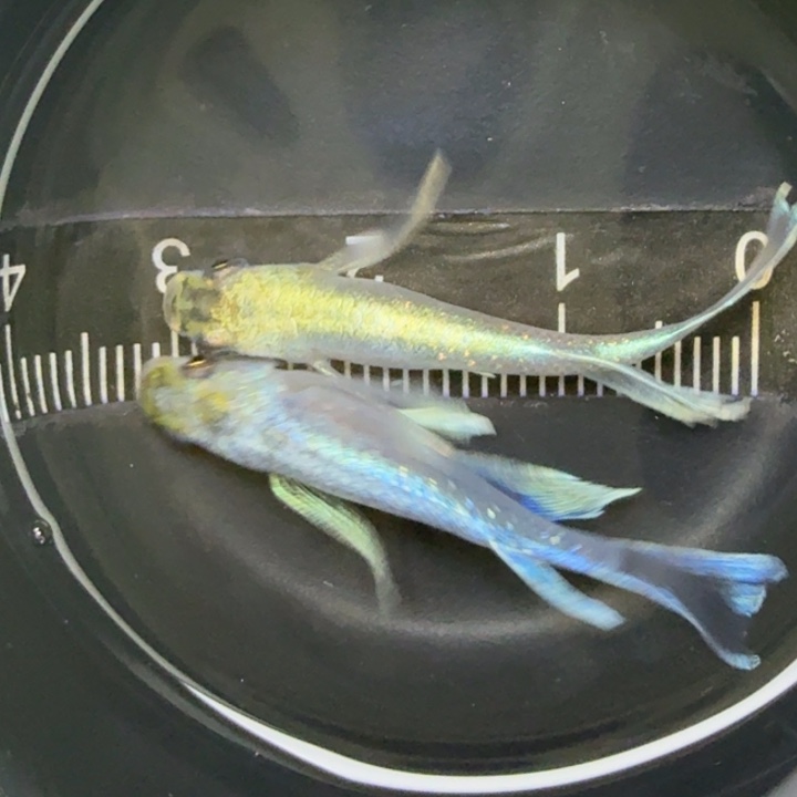 青鳉鱼天使之翼8号