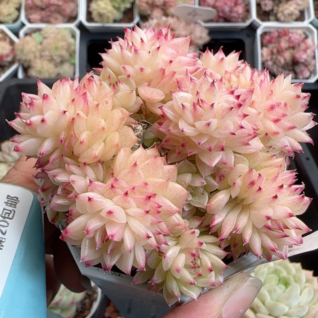 記***片花语逸境0124-382