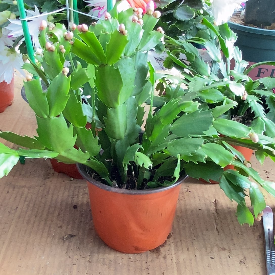 全部花朵粉色嫁接用福利