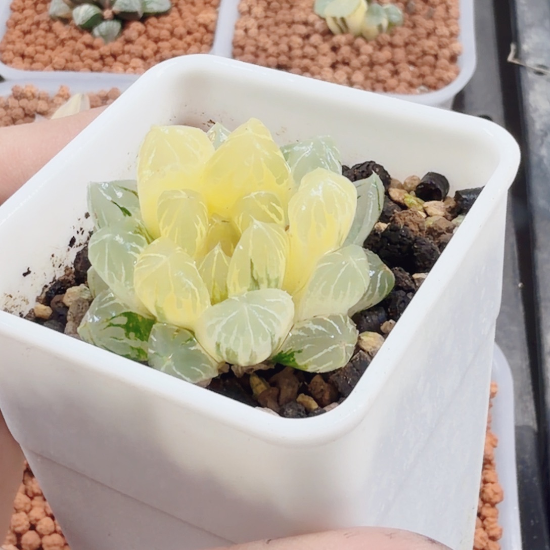 十二卷实生冰灯锦福利