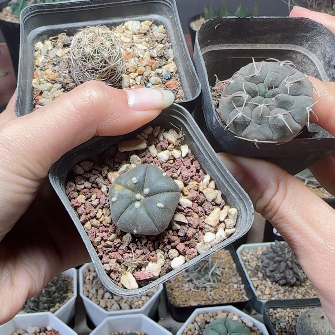 实生3颗多肉0000000