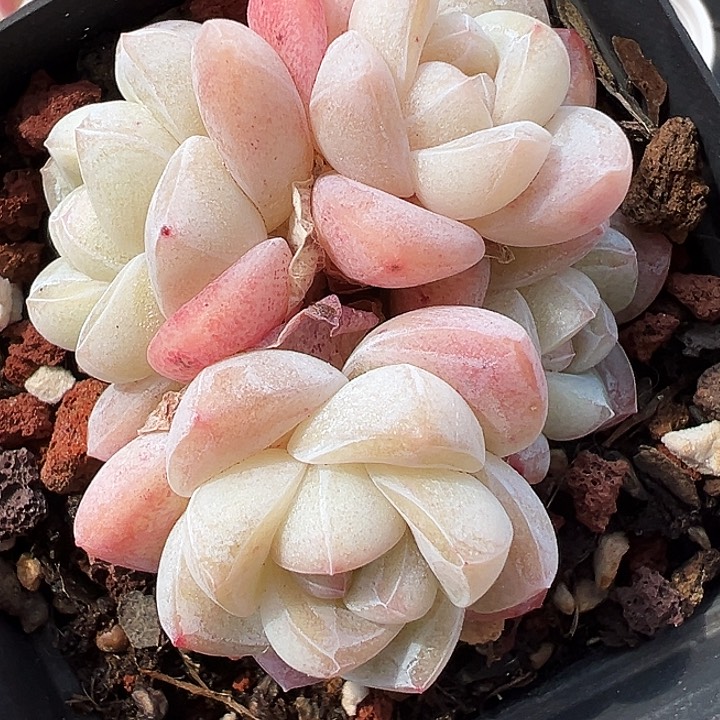 多肉4头白底冰玉群生，1336