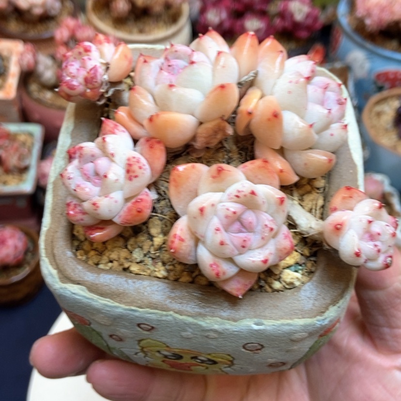 【闪购商品】如梦令