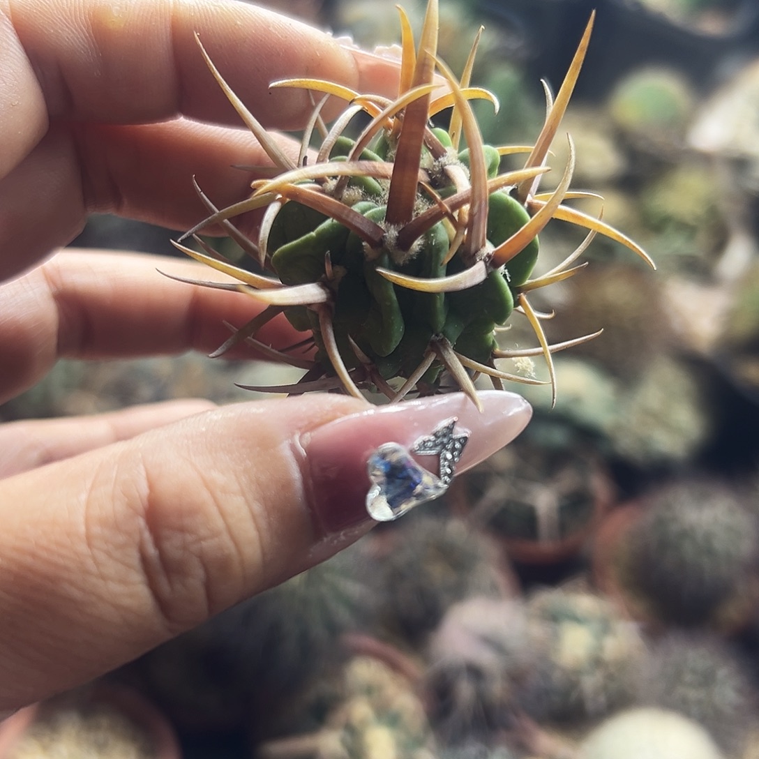 龙剑仙人球6666666666