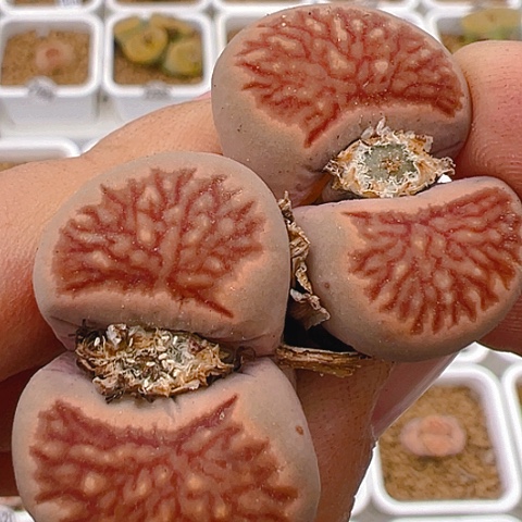 【闪购商品】20088