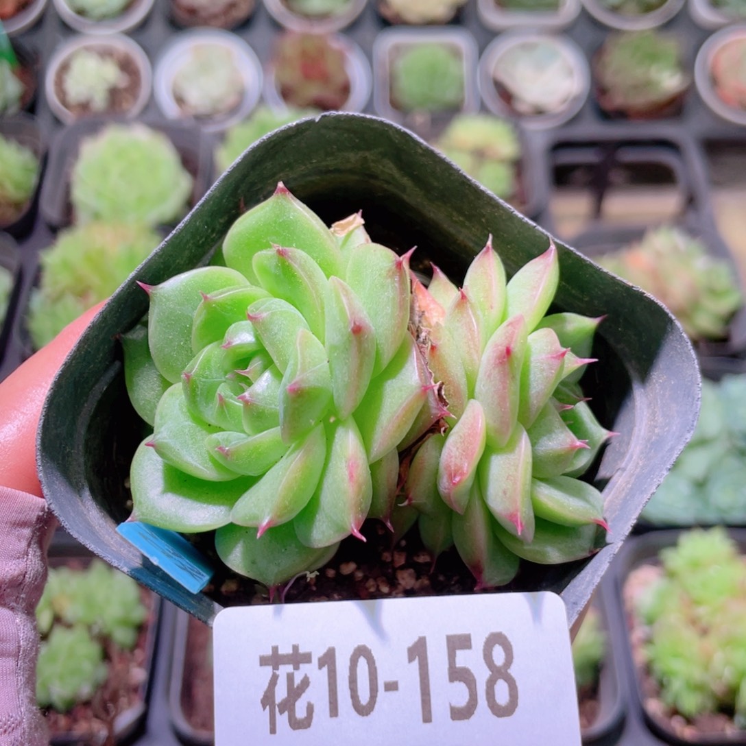 花利美10-158麦秆双头