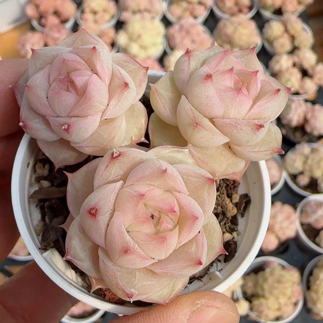 罗*莫【闪购商品】0226-138钻石纹包子