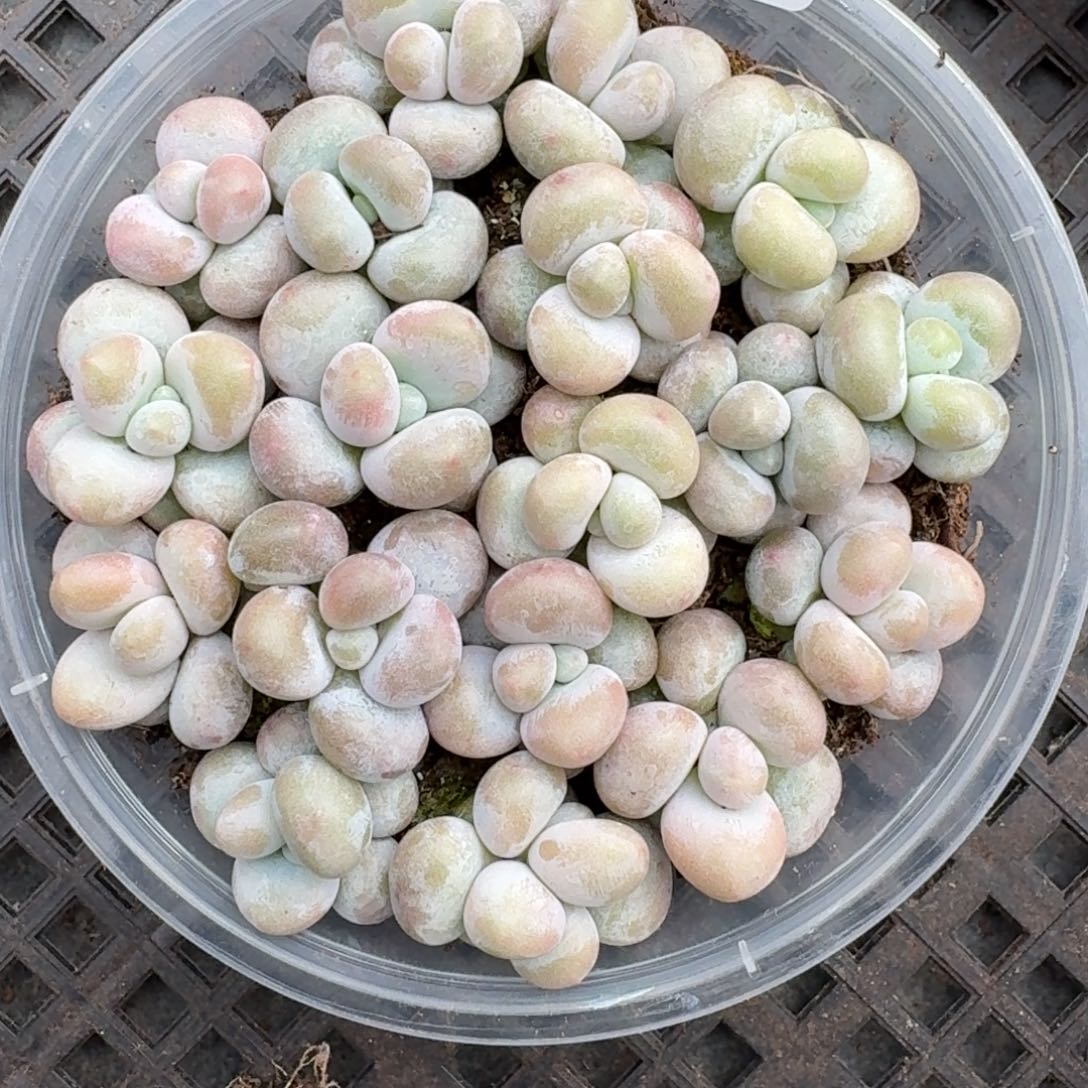 多肉植物多肉植物590