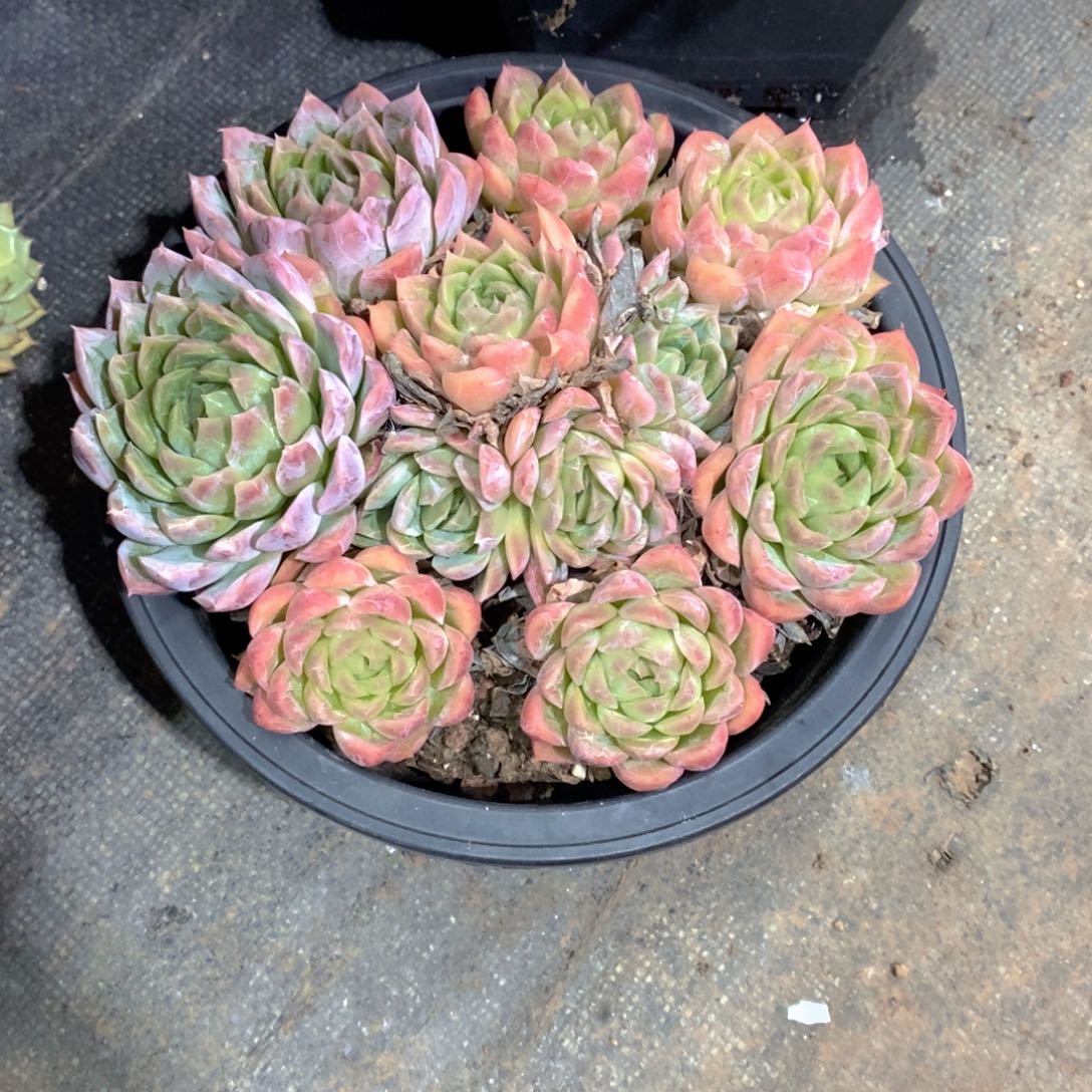 冬***华暗纹多肉植物大群