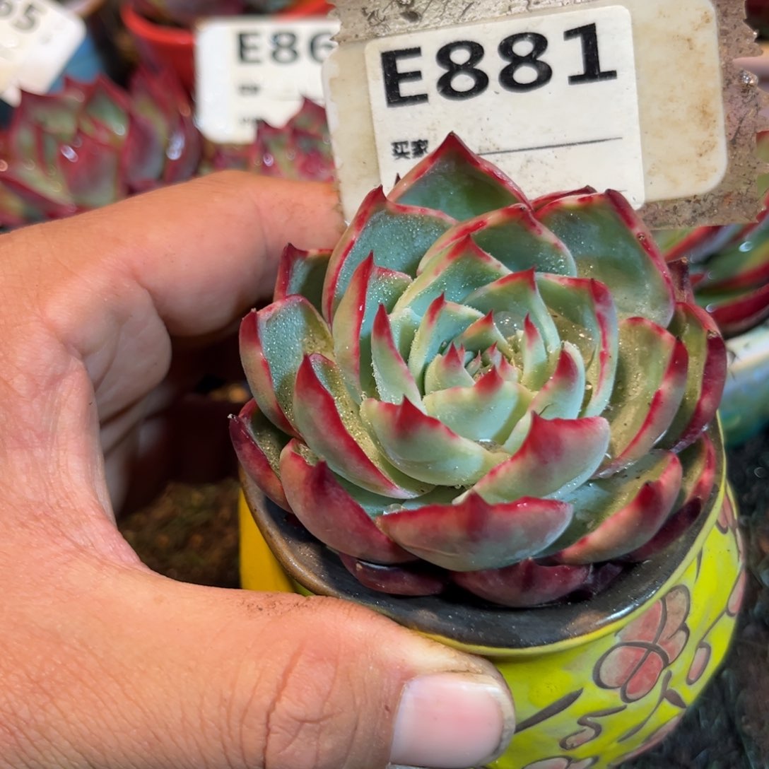 惊鸿一瞥881号多肉