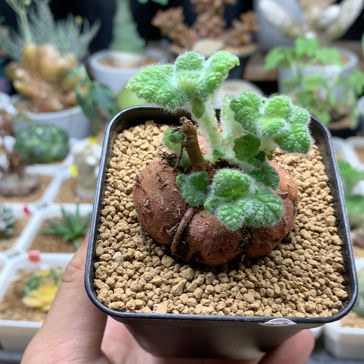 断崖王子杂交带盆4.5cm