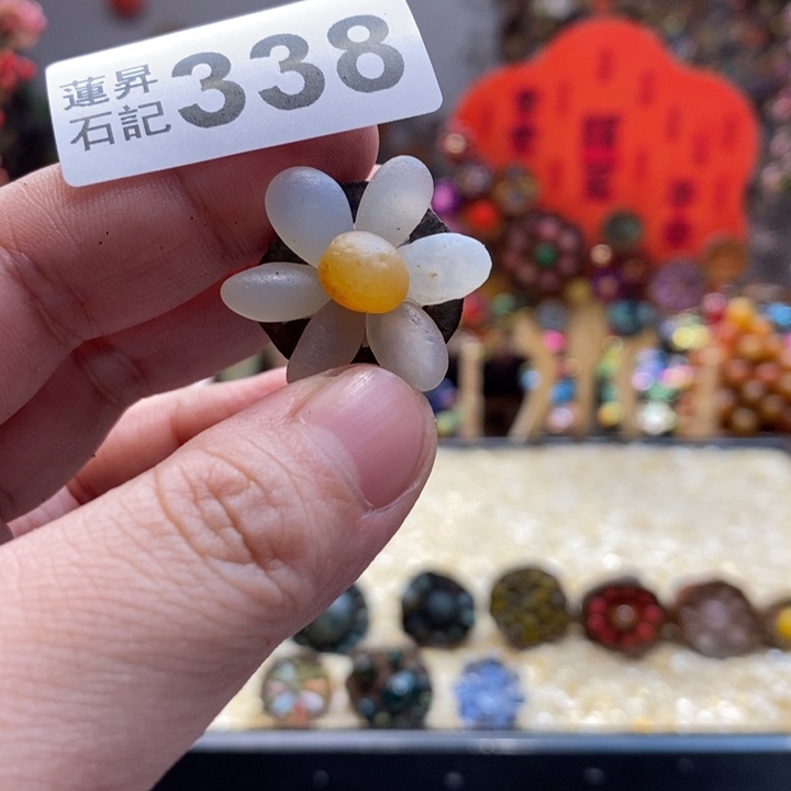 核桃木/黑胡桃（胡桃木）珊***游338十四个莲蓬