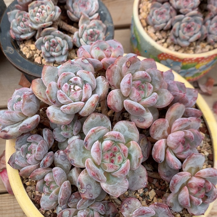 多肉植物石榴籽星影自然群13头