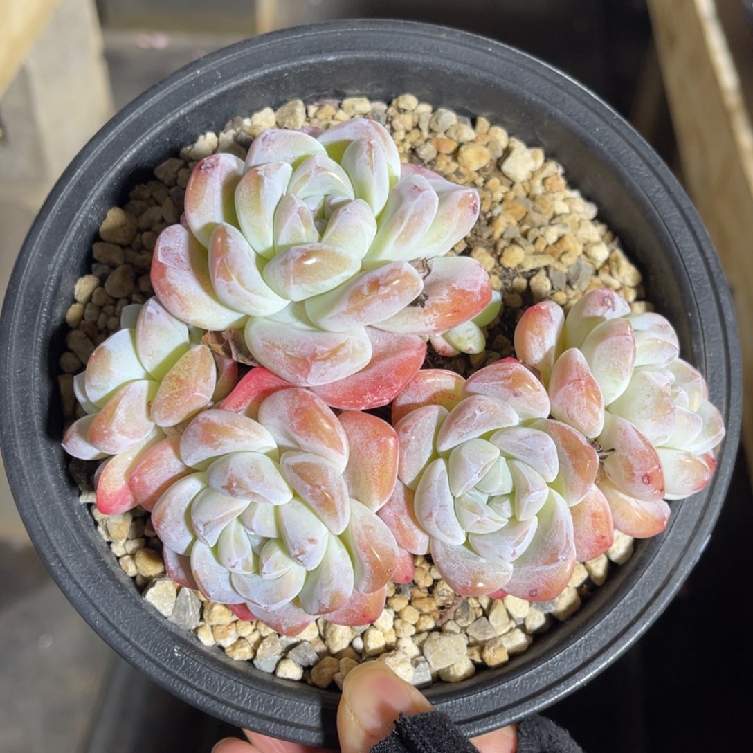 冰玉老桩 一物一拍不支持退换