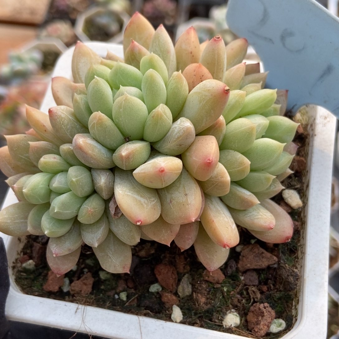 2019百搭翡翠多肉植物