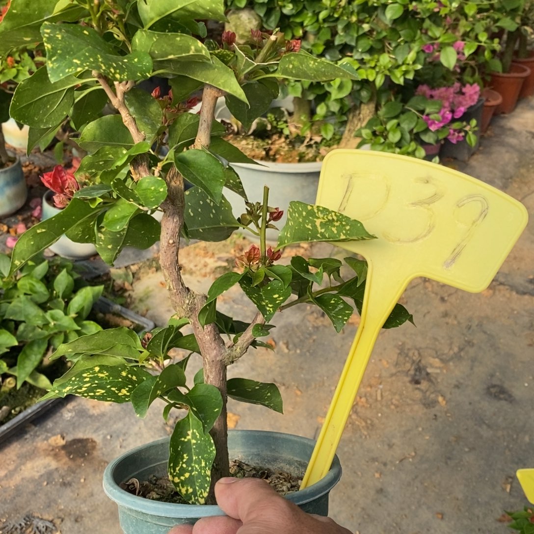 无花朵三角梅金玉满堂D39