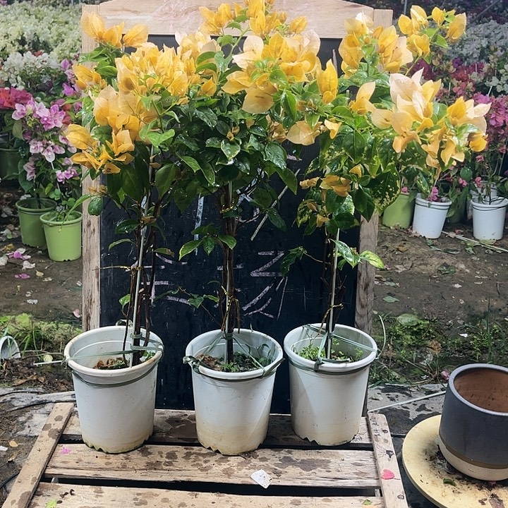 完全开放三角梅苏瓦那