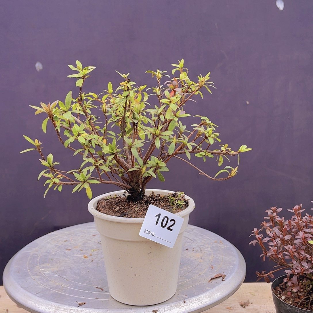 红陶直播时间一直一个