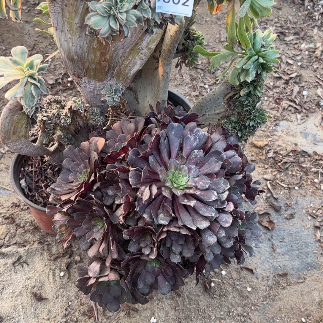 302三颗组合多肉植物法师多肉