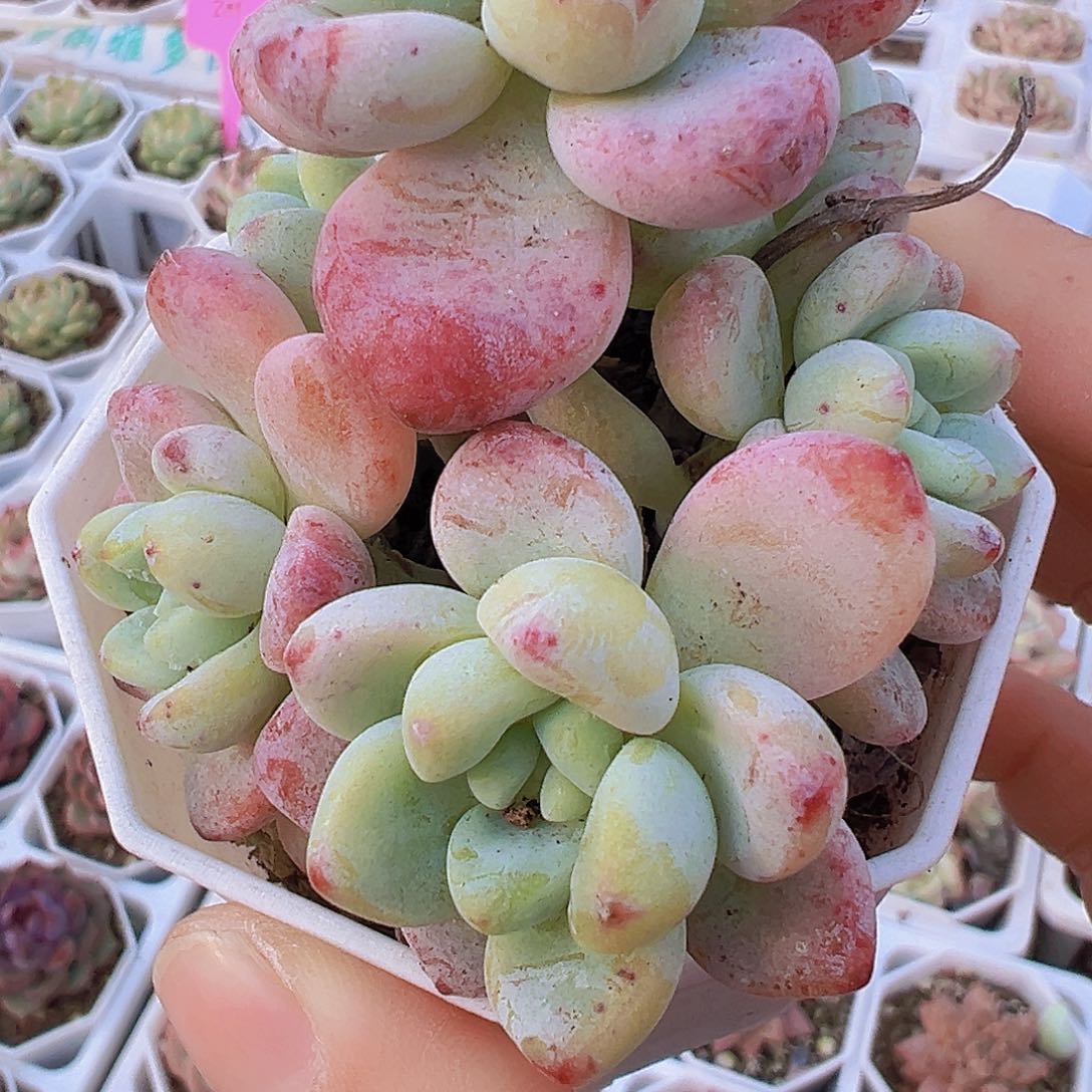 樱花罗琦19包邮多肉植物