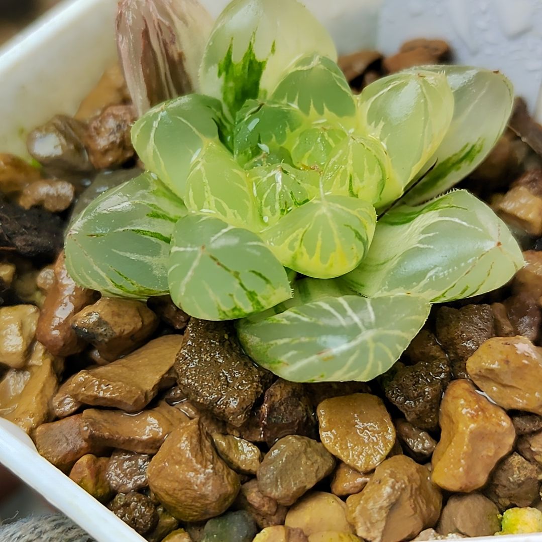 108水晶实生糊斑 4厘米左右一物一拍带盆