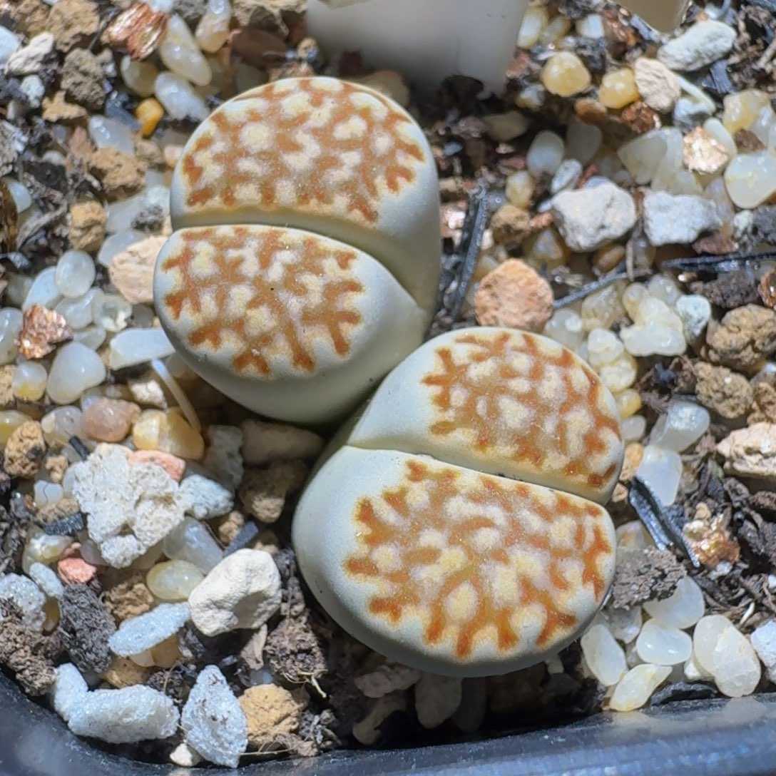 板娘私藏好屁屁，3146