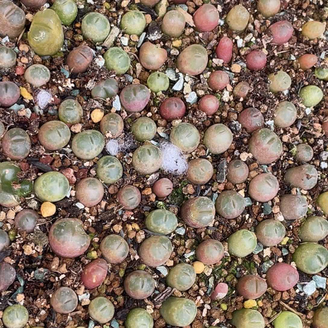 安格3个一份，买一份送一个量拍