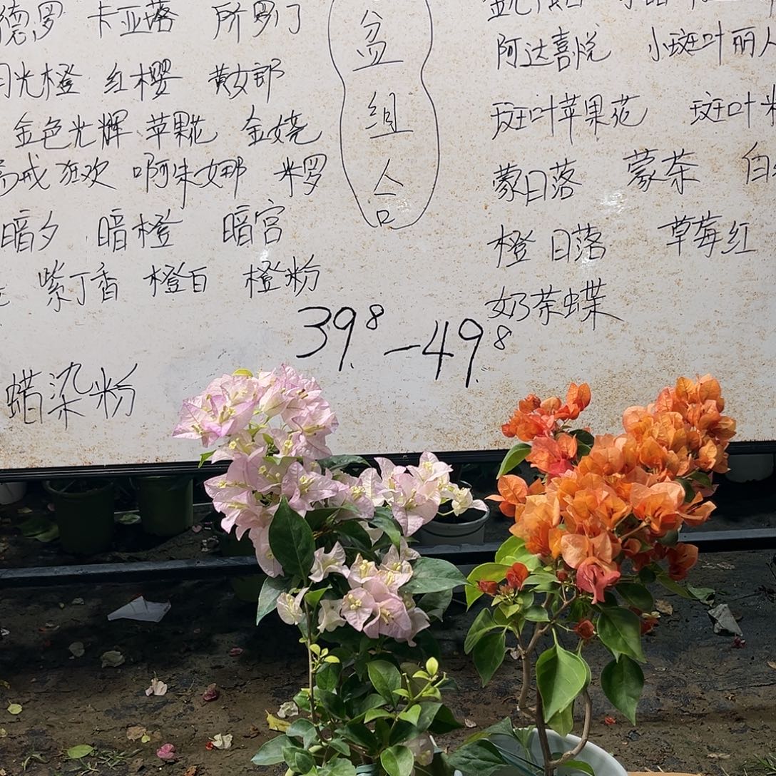 无花朵三角梅三角梅880