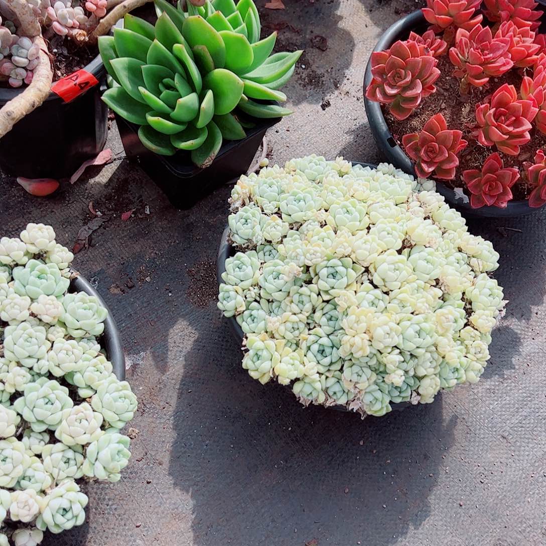 阿尔卑斯月影多头造型精品