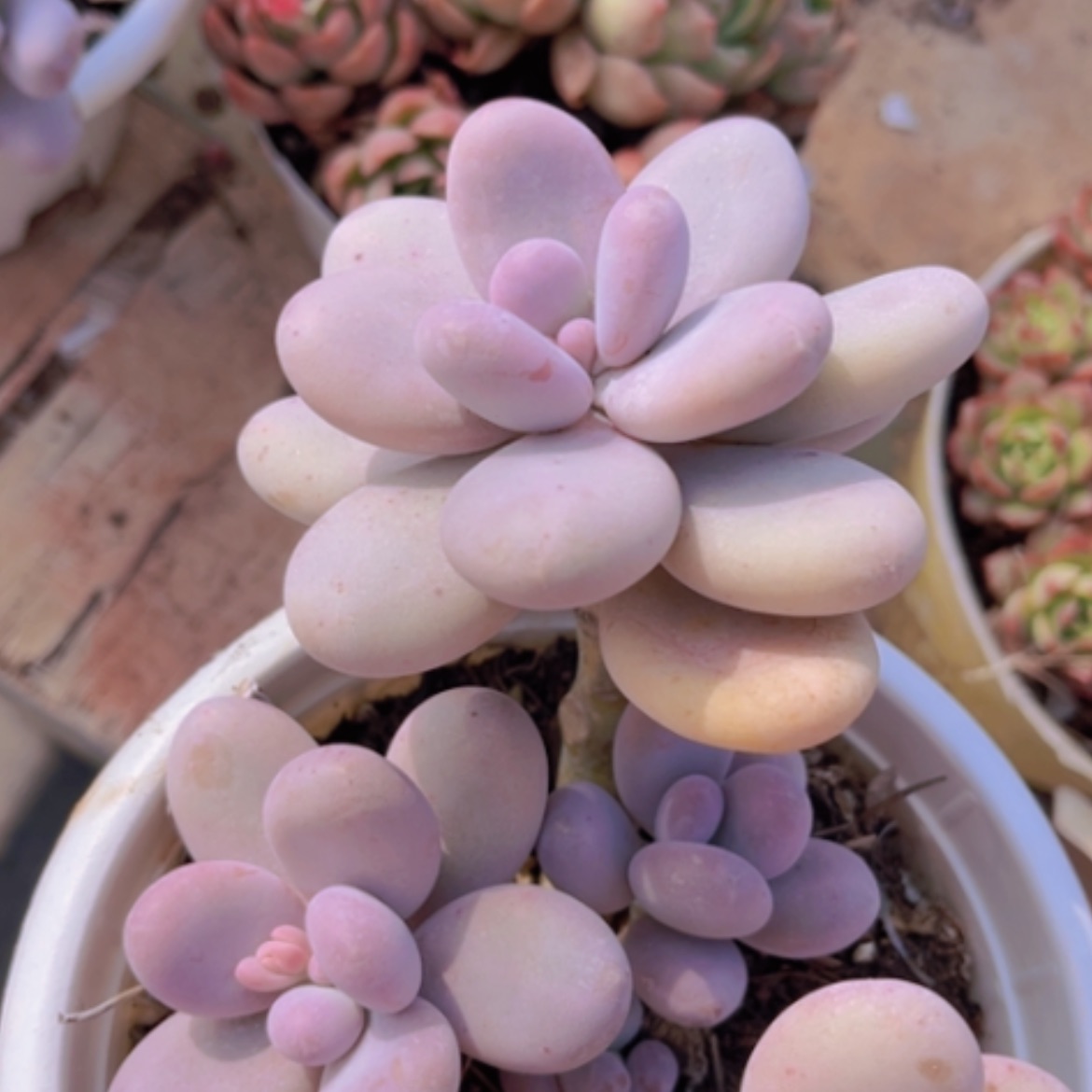 【闪购商品】原始奶06231