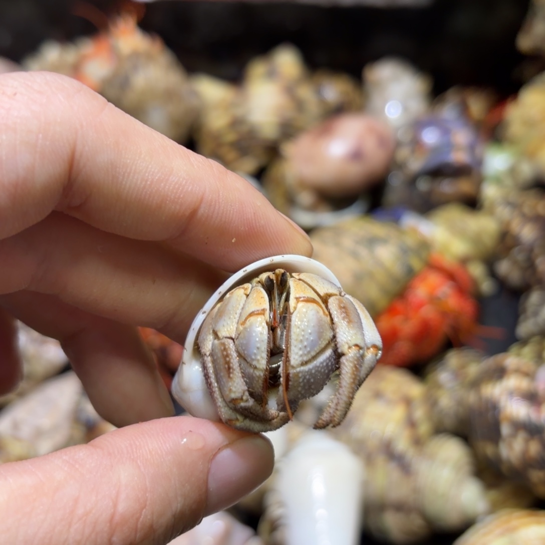 活体寄居蟹 不退不换 23