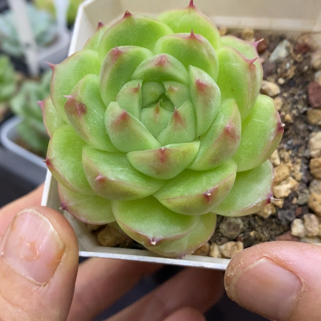 精品多肉一物一拍不包整262