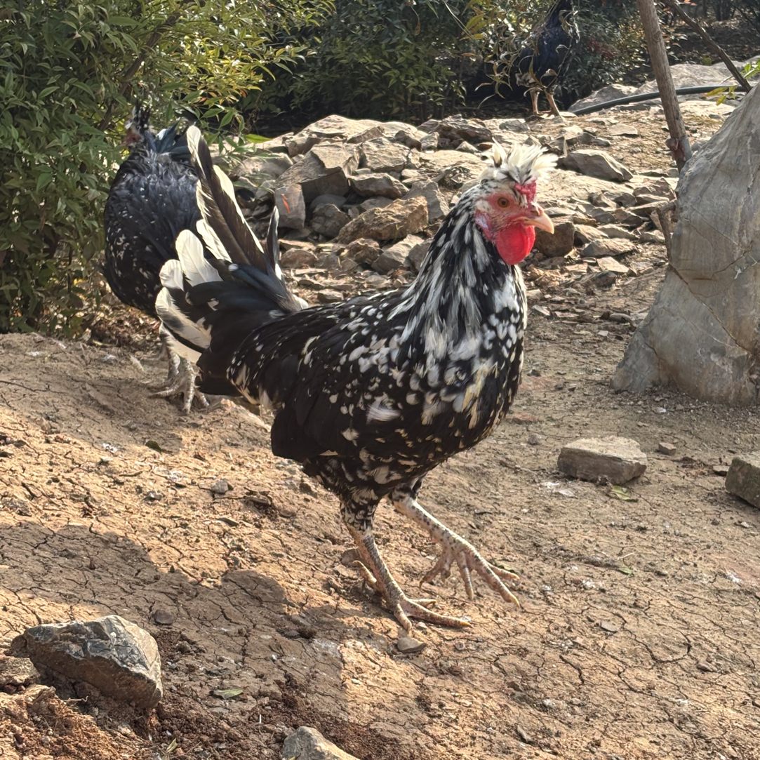 焦山乐园散养贵妃鸡申通包邮