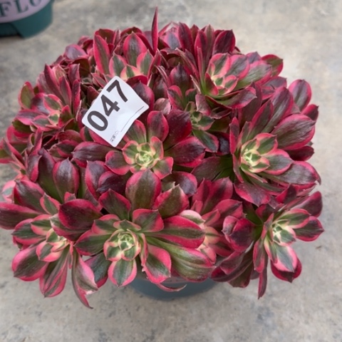 047粉女郎25厘米左右