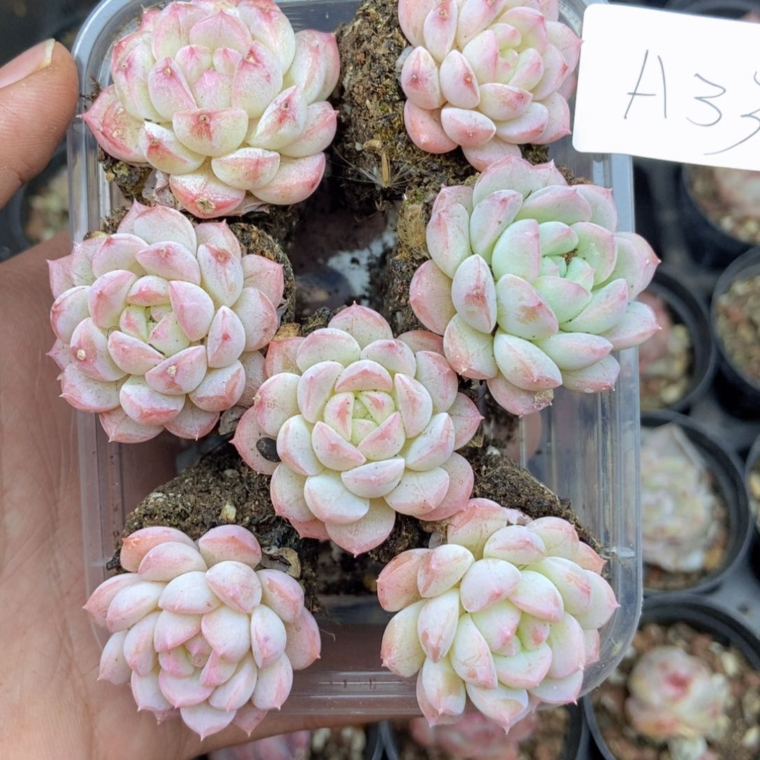 春泥家框拍链接A34