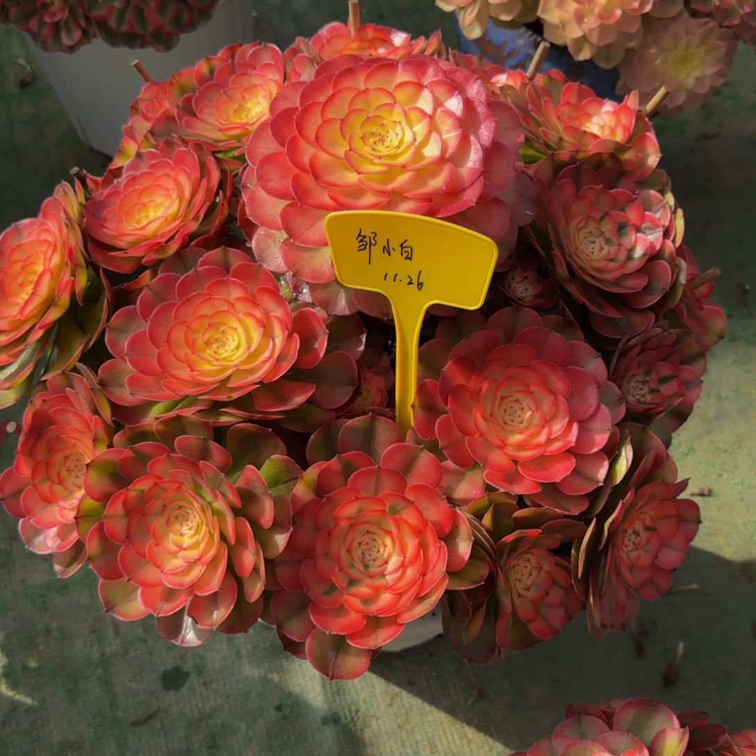 大荔枝88888888888