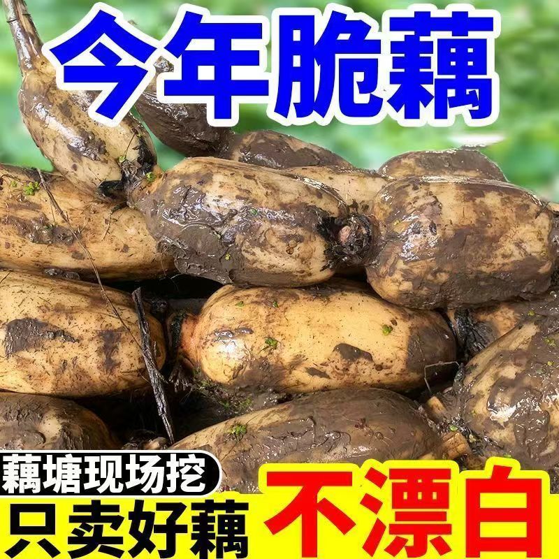 【3斤脆藕】云南当季新鲜莲藕清甜可口纤维少凉拌莲藕新鲜脆爽