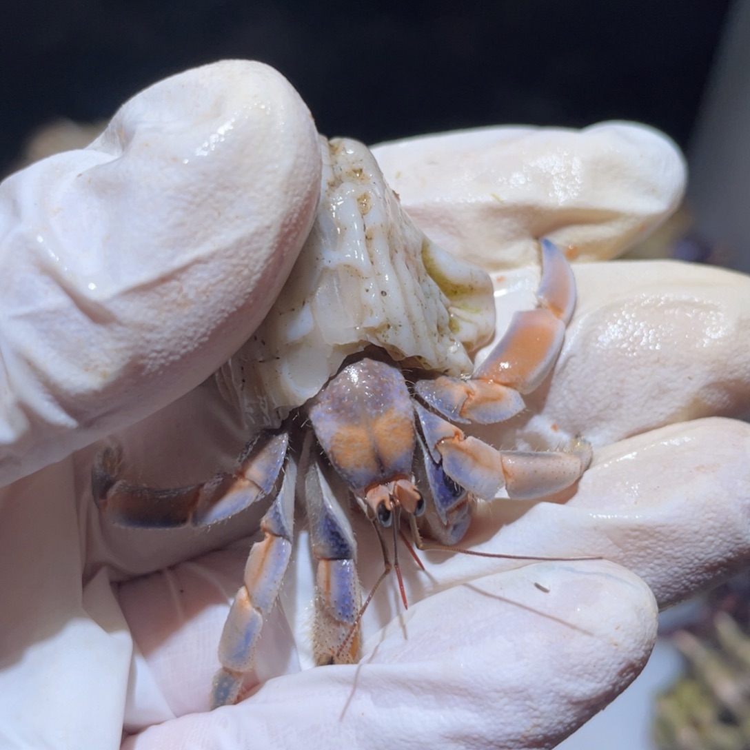 H3-.1.7口奶油橘蓝