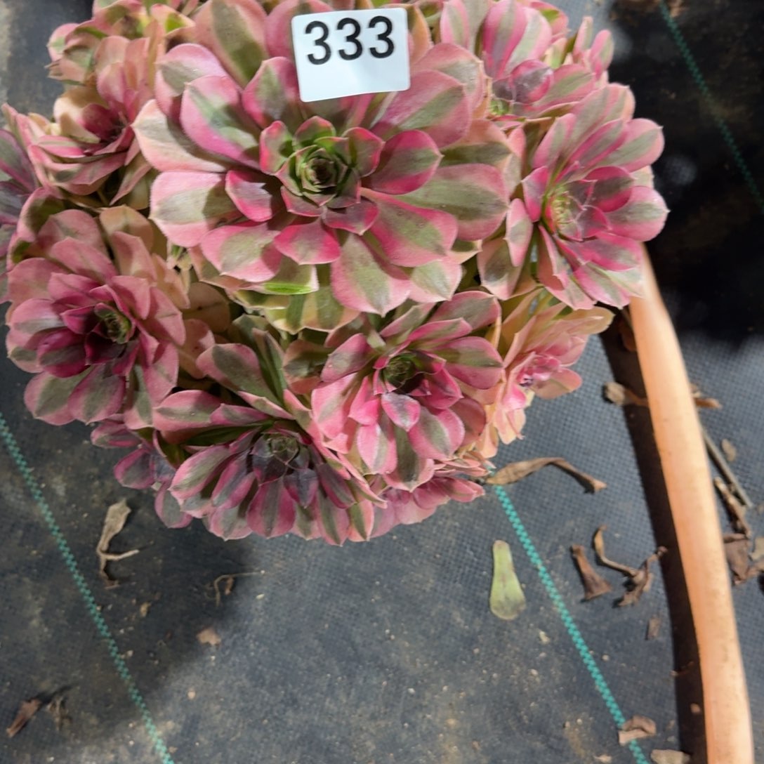 雨河多肉植物老庄333