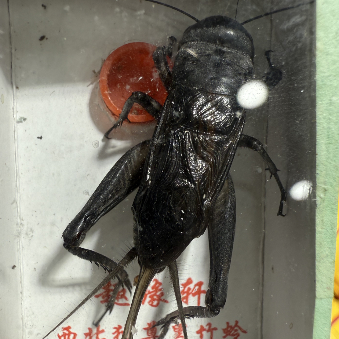 油葫芦活体黑虫包邮听叫声响野性足