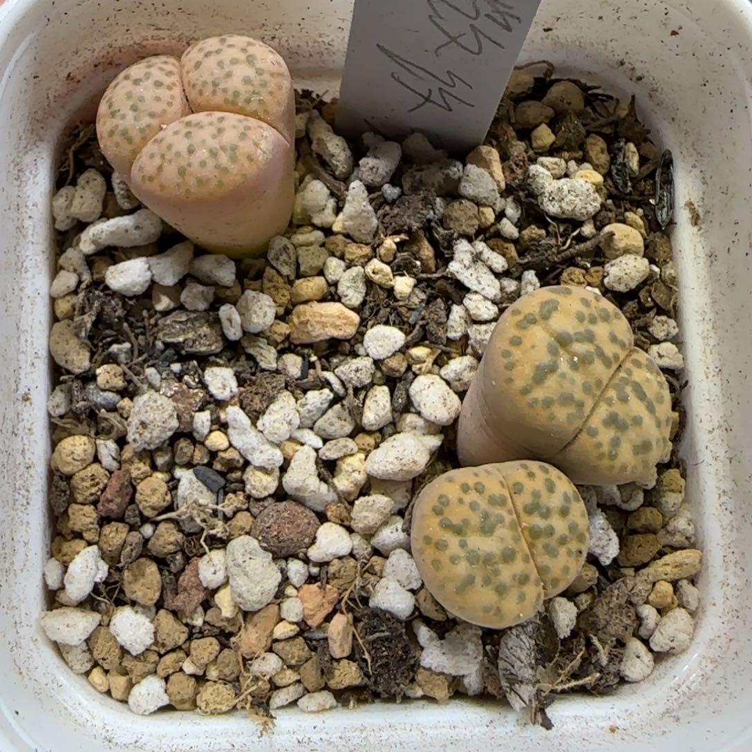 11.28.微文玉.9005清盒