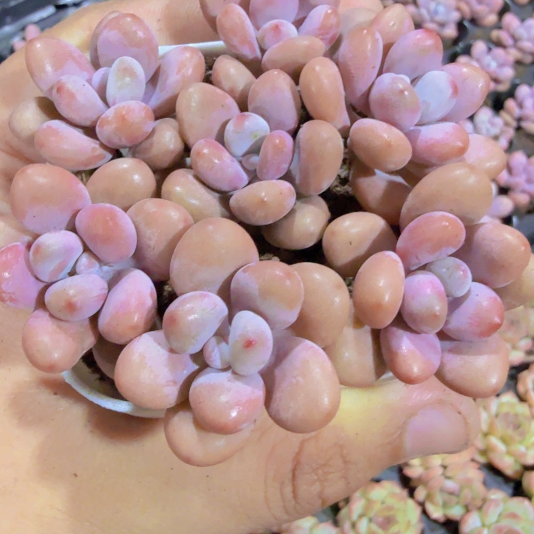 桃蛋单头穴盘五颗一组