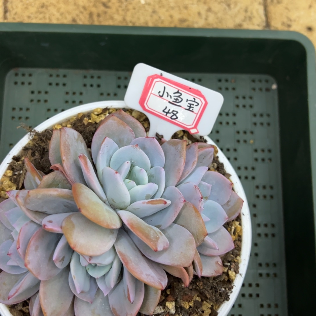 ****宝小鱼宝48。         
