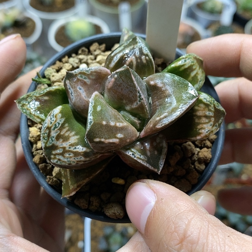 【闪购商品】77变异