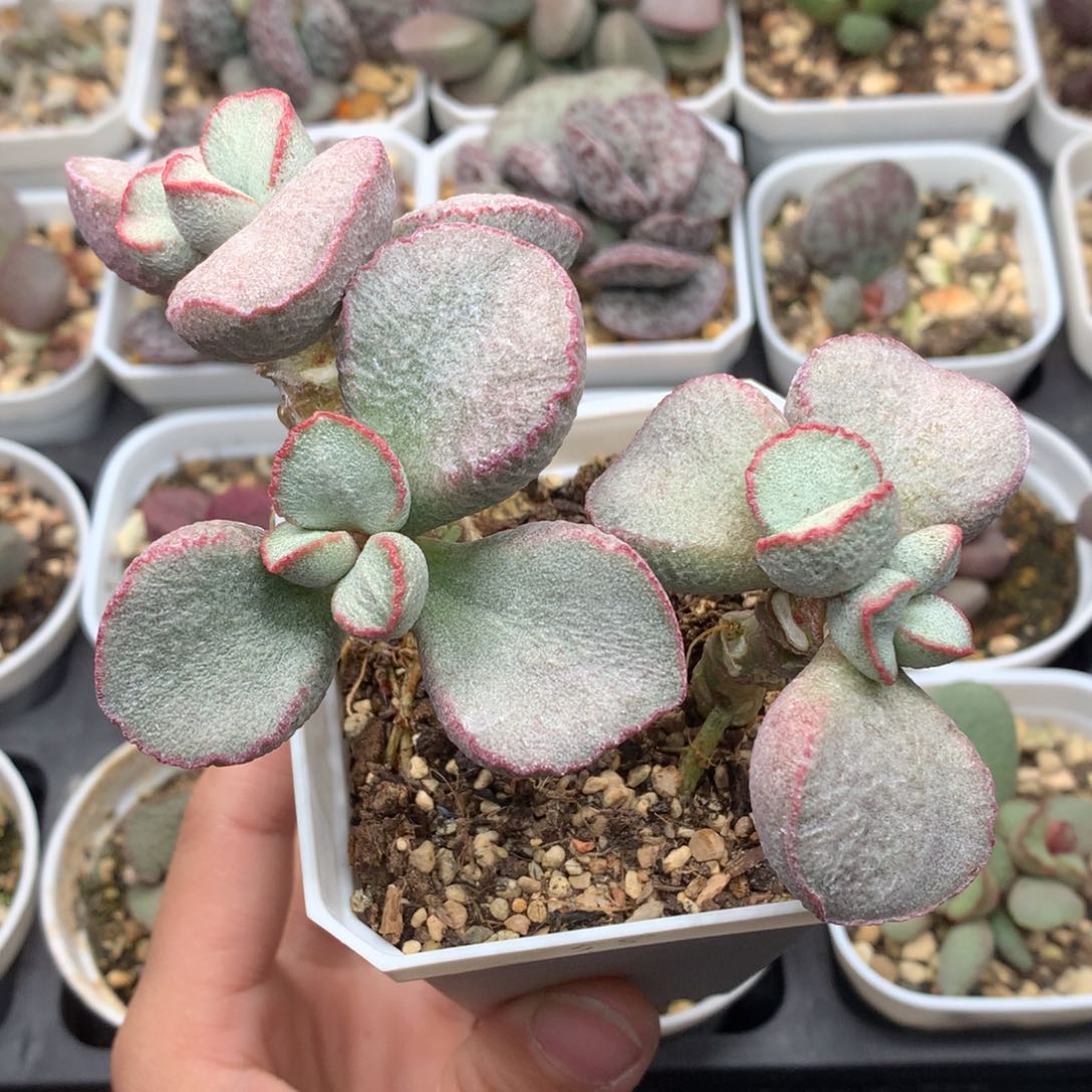 78号桩子 多肉植物水泡