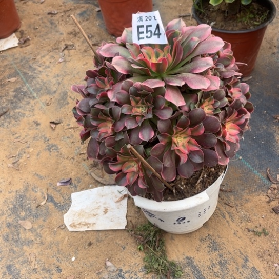 541香妃法师不包断枝