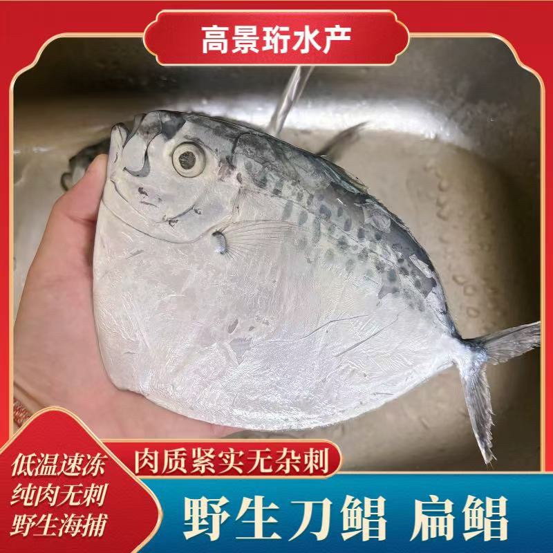 野生刀鲳鱼飞刀鲳鱼斧头鲳扁鲳鱼目镜刀晶鱼平鲳海鱼海鲜批发