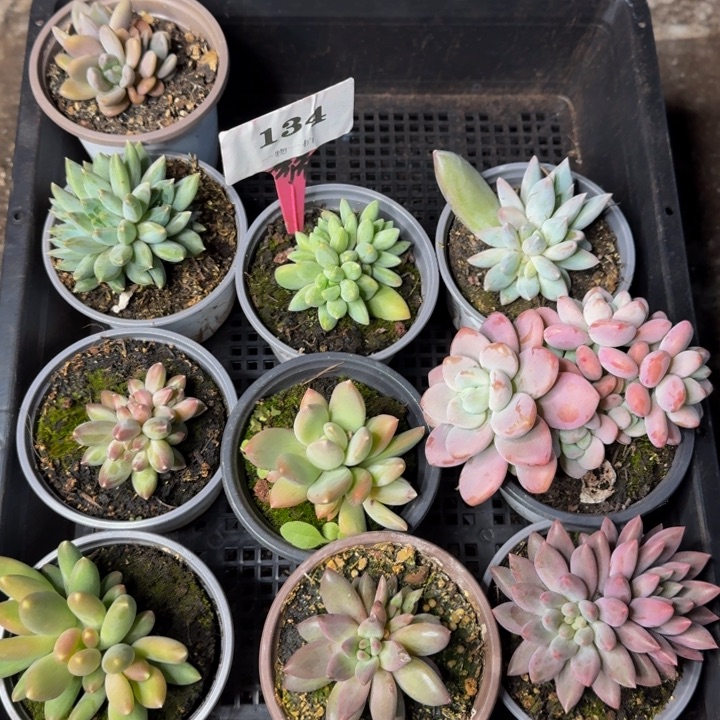 134多肉植物一物一拍