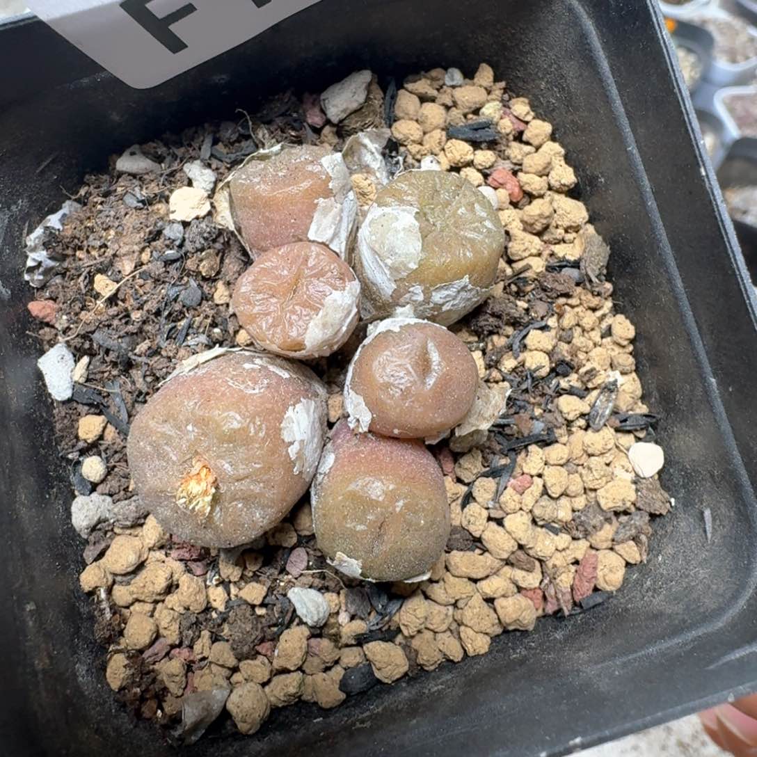 F13。烧卖群一颗。